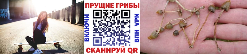 Галлюциногенные грибы MAGIC MUSHROOMS  Черноголовка 